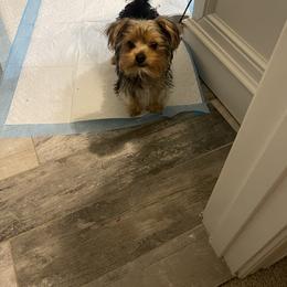 Yorkshire Terrier All Grown Up from Christ Like Pups