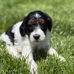 Oakley - Tri-color male Labradoodle puppy in Murray, Utah from Swann's Kennels