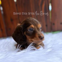 Sebastian - Chocolate and tan male Dachshund puppy in Robesonia, Pennsylvania from Happily Ever After’s Puppies