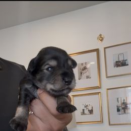 Girl 2 - Salt and pepper female Miniature Schnauzer puppy in Seagoville, Texas from JC miniature schnauzers