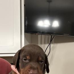 Black collar Male - Red and rust male Doberman Pinscher puppy in Madison, Indiana from Jensen Dobermans and Dachshunds