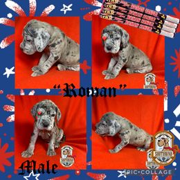 Roman - Merle male Great Dane puppy in White City, Kansas from Southwind Great Danes