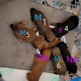 Dachshund Puppies from CLARK'S BREEDING PROGRAM
