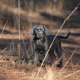 Dilute Retriever Puppies from Wicked Pines Retrievers