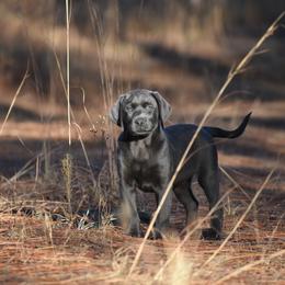 Dilute Retriever Puppies from Wicked Pines Retrievers