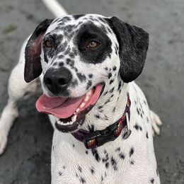 Lady - Dalmatian