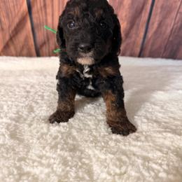 Firecracker - Phantom male Goldendoodle puppy in Luana, Iowa from Country View Bernedoodles and Goldendoodles