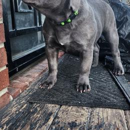Kiwi - Blue female French Bulldog puppy in Cincinnati, Ohio from Sun City Kennels