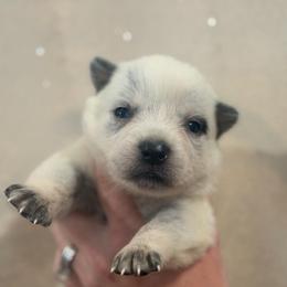 Shamrock - Blue speckled female Australian Cattle Dog puppy in Rosharon, Texas from 4Surge Cattle Dogs