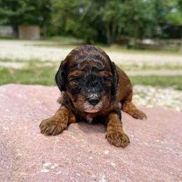 Franny - Sable female Cavapoo puppy in Wamego, Kansas from Doodles of Oz