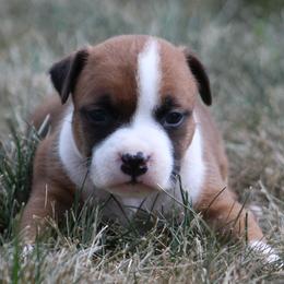 Mia - Red female American Staffordshire Terrier puppy in Guilford County, North Carolina from Explicit Kennel