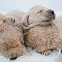 Goldendoodle and Golden Retriever Puppies from Golden Retrievers and Doodles from Heaven