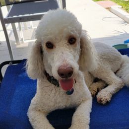 Summer - Goldendoodle