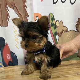 Blue Male - Black and gold male Yorkshire Terrier puppy in Milan, Indiana from Judy's Pups