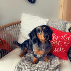 Norman - Dachshund