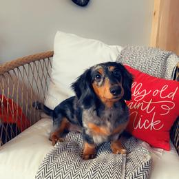 Norman - Dachshund