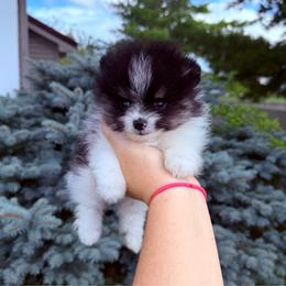 Loki - Tri-colored male Pomeranian puppy in Waterloo, Indiana from Garcias Pomeranian