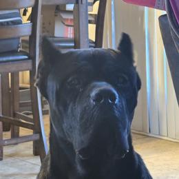 Bishop - Cane Corso