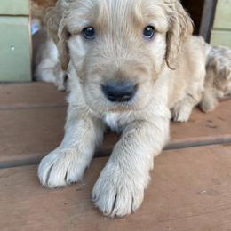 Golden Retriever Puppies from O’Shields Golden Paws