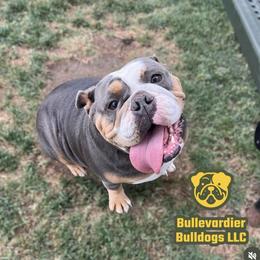 Tilly - Bulldog
