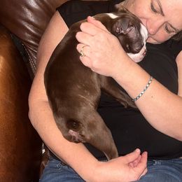Boston Terrier Puppies from Antjie Boston