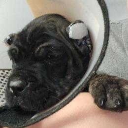 Gray Collar Male - Chestnut brindle male Cane Corso puppy in Lewistown, Montana from Corsi Amore Kennels