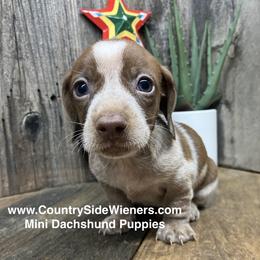 Speedo - Chocolate male Dachshund puppy in Redding, California from CountrySide Wieners