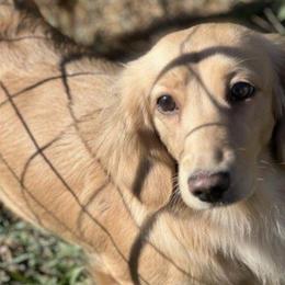 Parker - Cream female Dachshund puppy in Gouverneur, New York from Dack Dachshunds