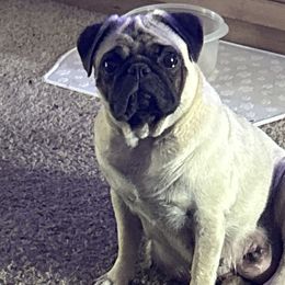 Pugs from Clifford's Pugs
