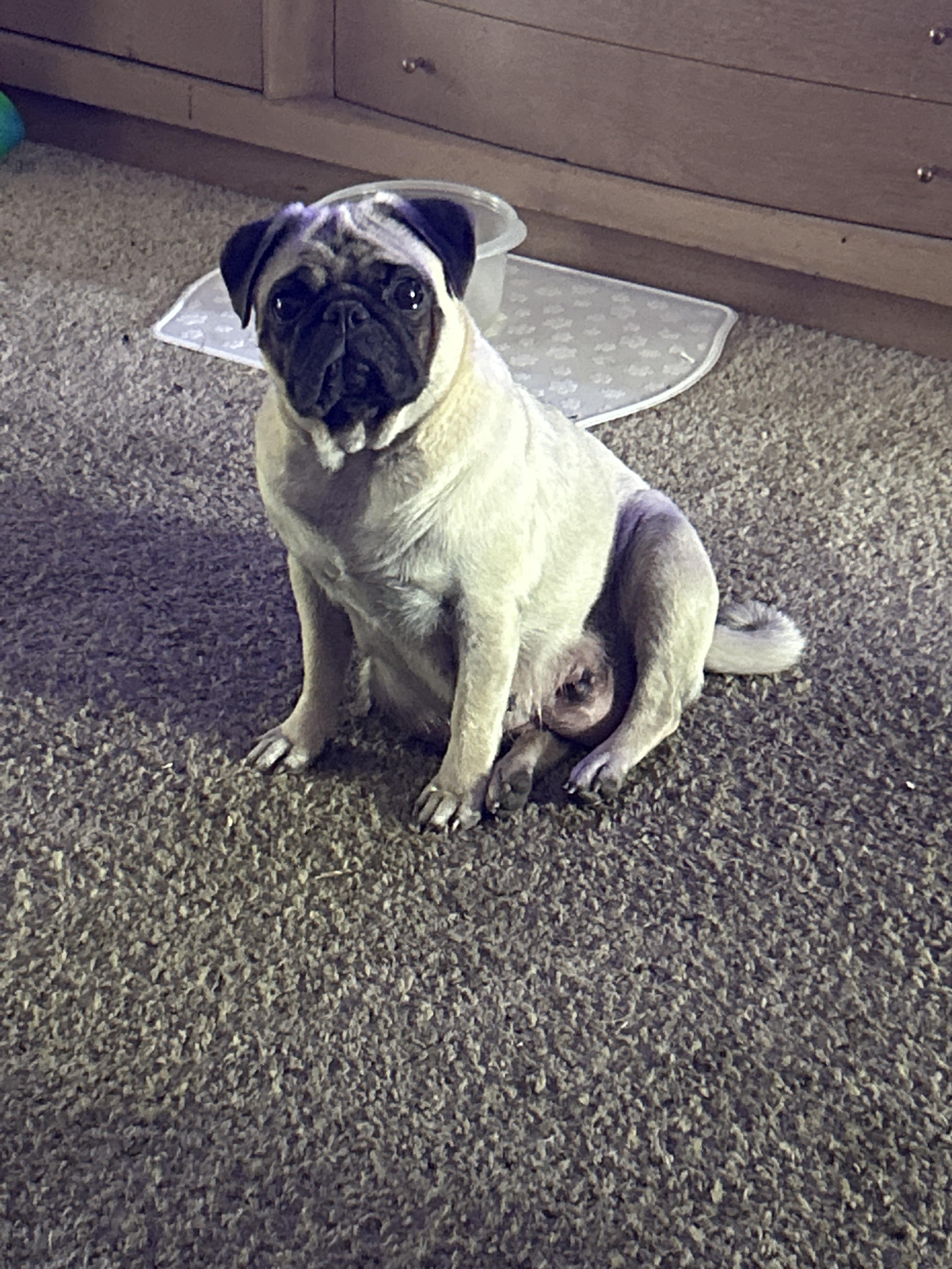 Clifford's Pugs in Oregon | Pug puppies | Good Dog