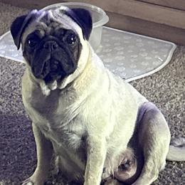 Pugs from Clifford's Pugs