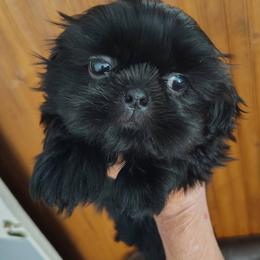 Allison - Allie - Black female Shih Tzu puppy in Palmyra, New York from Karen's Tzus of Palmyra-Macedon