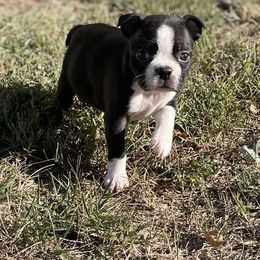 Xayda - Black brindle and white female Boston Terrier puppy in Fillmore, Illinois from Wind Hill Puppies