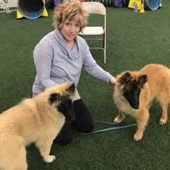 Belgian Tervuren from Gallery's Belgian Tervurens