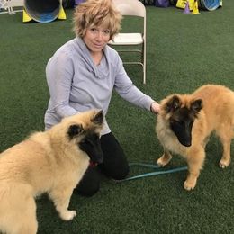 Belgian Tervuren from Gallery's Belgian Tervurens