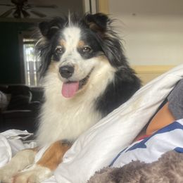 Sadie - Australian Shepherd