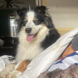 Sadie - Australian Shepherd