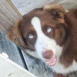 Reba - Australian Shepherd