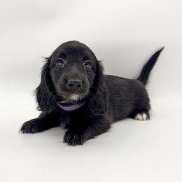 Queen (AKC solid black) - Black female Dachshund puppy in Waddell, Arizona from Neu Doxies