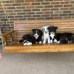 Border Collie Puppies from SoCal/Promise Land Border Collies