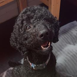 Raven - Labradoodle