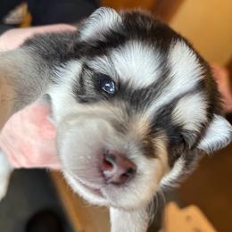Pomsky Puppies from JHS Pomskies