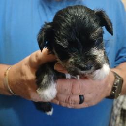 Hopper - Black and silver male Miniature Schnauzer puppy in Burna, Kentucky from Sky & Ivy Farms