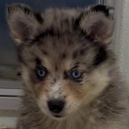 Judy - Merle female Pomsky puppy in Spring Hill, Florida from PDQ Pomskies