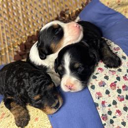 Female 2 - Tri-color female Bernedoodle puppy in Belgreen, Alabama from Scott’s Farm Poodles and Doodles