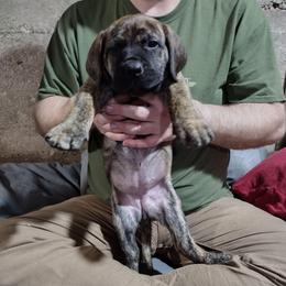 Grey girl - Brindle female Boerboel puppy in Dowagiac, Michigan from Flanders Kennels LLC