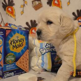 Golden Retriever and Jack Russell Terrier Puppies from VS Golden Fields