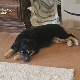 Black Tri Girl - Black tri-color female Australian Shepherd puppy in Kingman, Arizona from Waggin Bow Mini Aussies