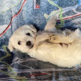 Marco - White Coton de Tulear puppy in Rubicon, Wisconsin from Darryl's Cotons de Tulear