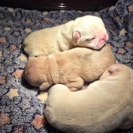Grover - White male French Bulldog puppy in Tuscaloosa, Alabama from J & J classic frenchies